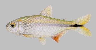 Mexican Tetra